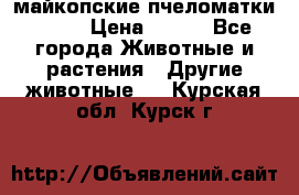  майкопские пчеломатки F-1  › Цена ­ 800 - Все города Животные и растения » Другие животные   . Курская обл.,Курск г.